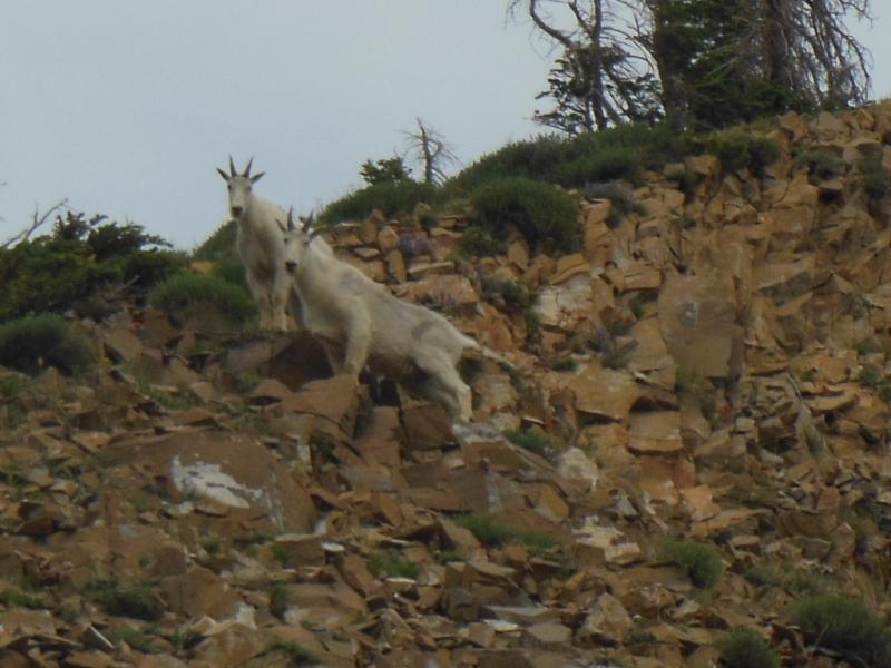 Name:  Santaquin Peak 7-4-2013 077.jpg
Views: 374
Size:  61.1 KB