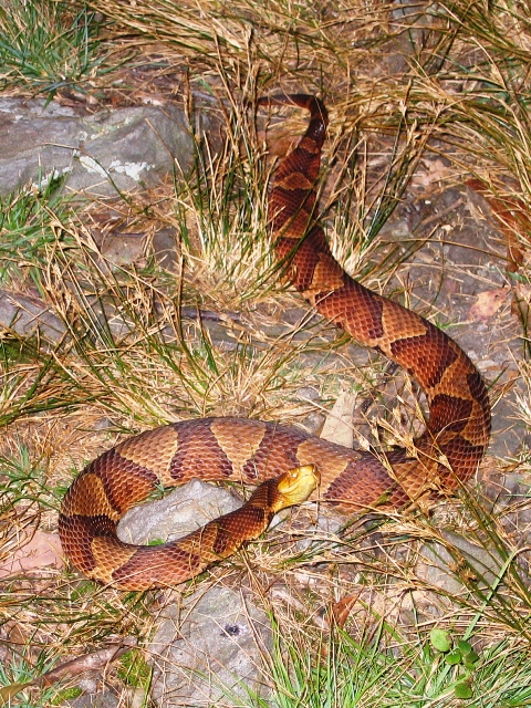 Name:  Copperhead.jpg
Views: 8738
Size:  316.4 KB