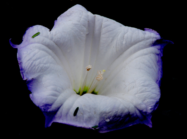 Name:  &967 datura after rain.jpg
Views: 1865
Size:  139.0 KB