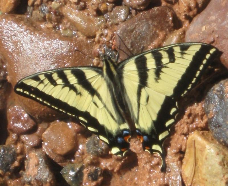 Name:  Capitol Reef 201.jpg
Views: 959
Size:  87.8 KB