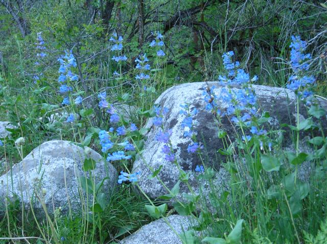 Name:  Bells Canyon Wild.JPG
Views: 2678
Size:  93.8 KB