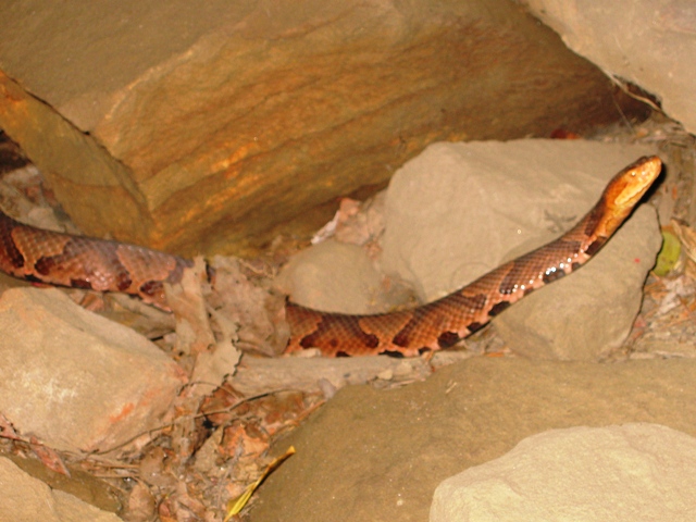 Name:  Copperhead Red.jpg
Views: 3133
Size:  146.0 KB