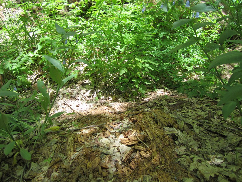 Name:  Kanarra Creek Rattler.JPG
Views: 2627
Size:  241.8 KB