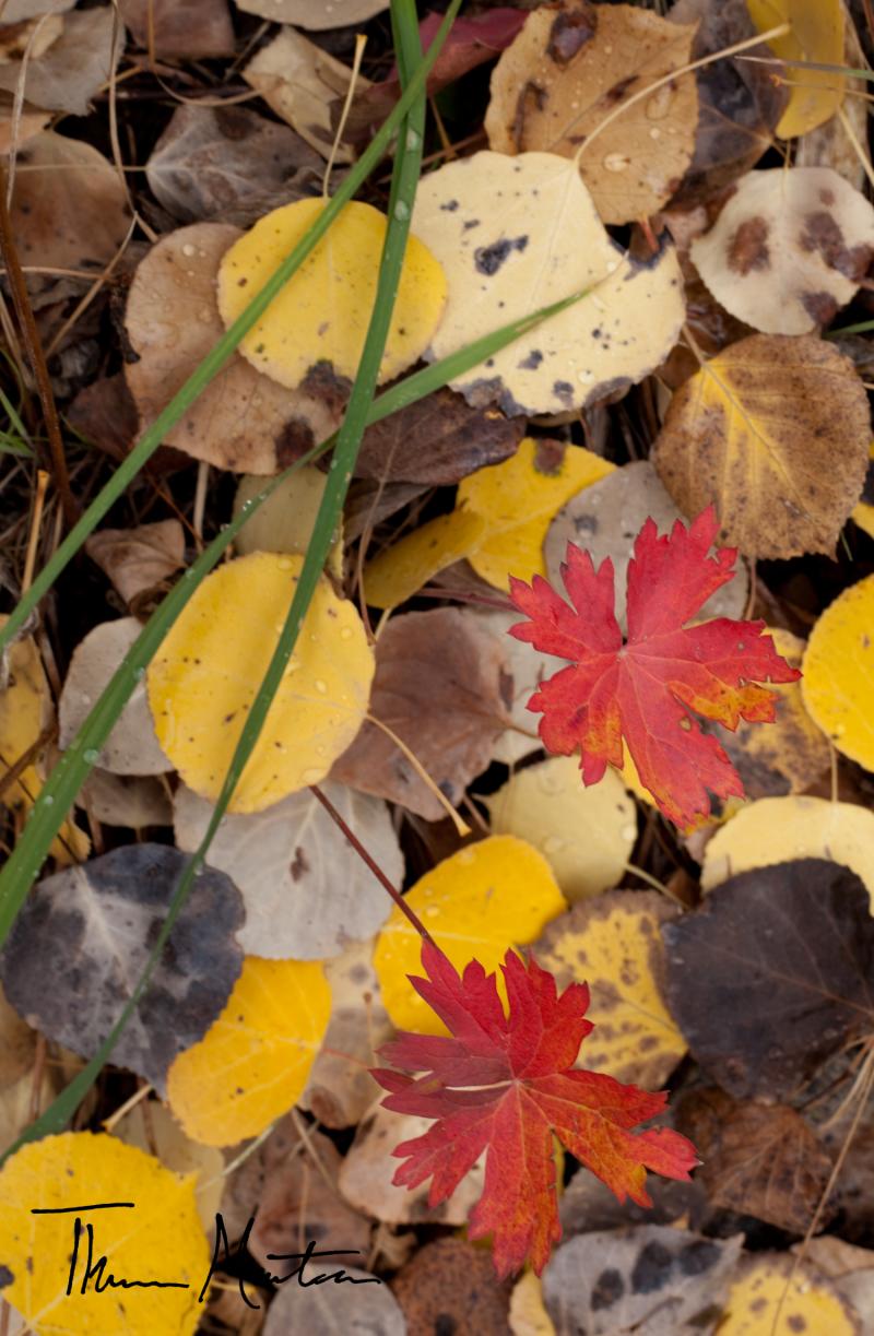 Name:  10232010_FallColor.jpg
Views: 318
Size:  124.0 KB