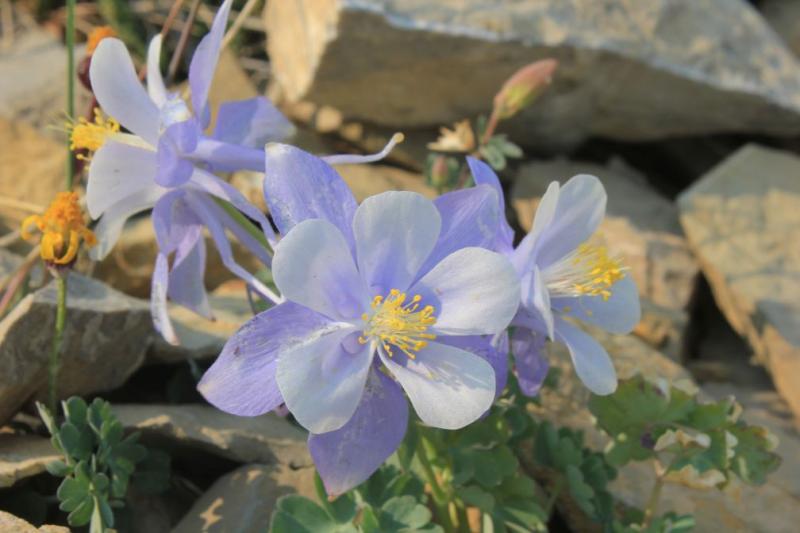 Name:  Mt. Nebo Columbine (small).jpg
Views: 617
Size:  47.3 KB