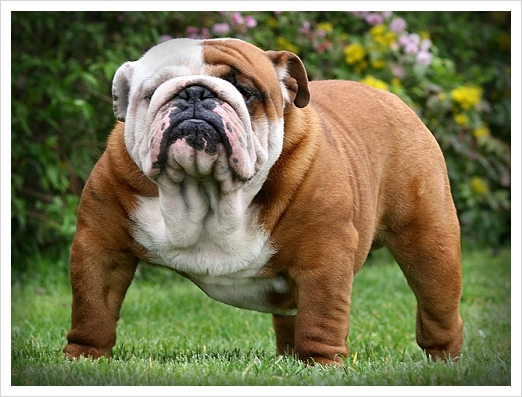 Name:  english_bulldog_1.jpg
Views: 10866
Size:  193.5 KB