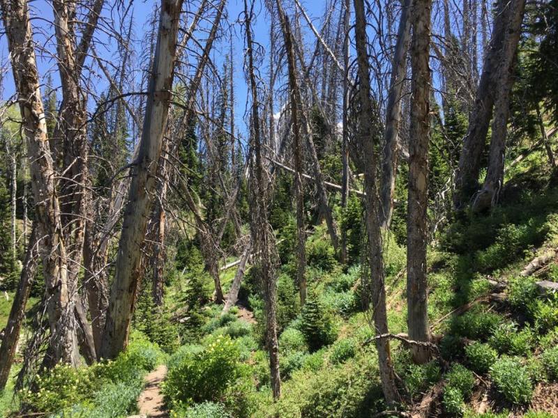 Name:  Cedar Breaks from Mike S.jpg
Views: 227
Size:  151.3 KB