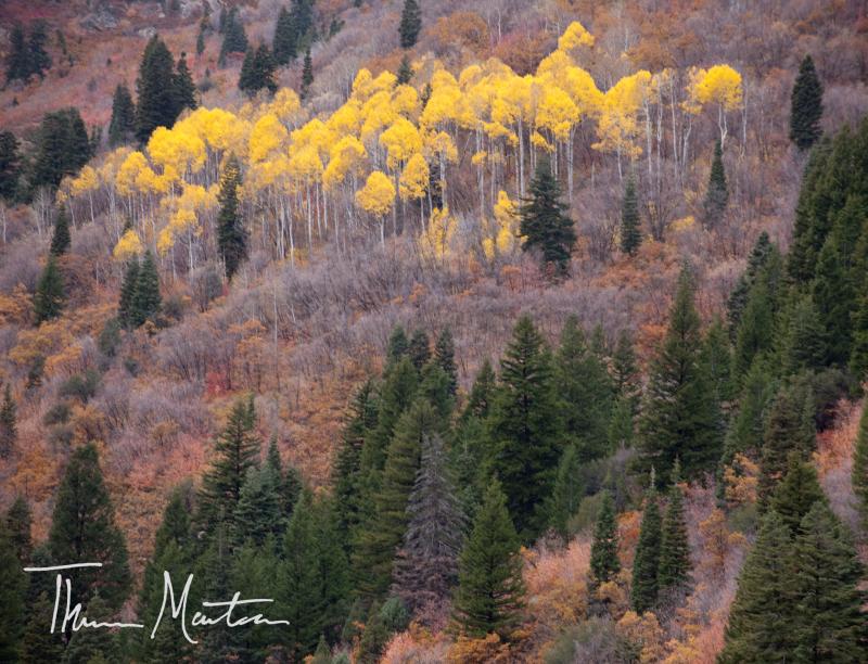 Name:  10232010_FallColor.jpg
Views: 271
Size:  100.1 KB