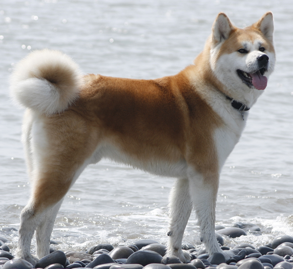 Name:  Japaneseakita..jpg
Views: 1795
Size:  255.1 KB