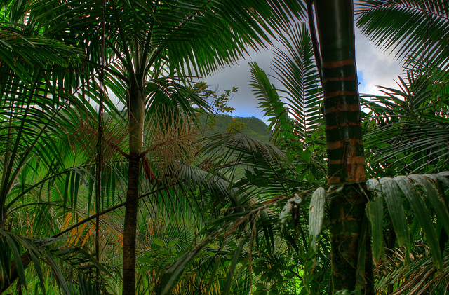 Name:  rainforest1..jpg
Views: 1927
Size:  317.1 KB