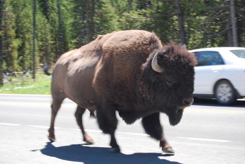 Name:  Yellowstone Ride&#3.jpg
Views: 318
Size:  54.6 KB