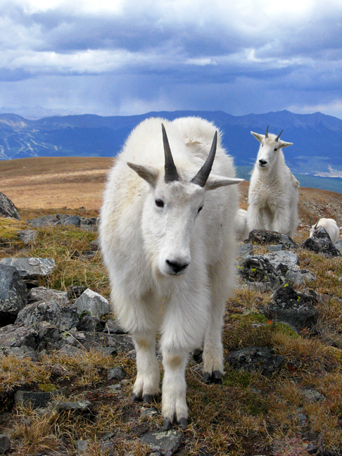 Name:  Whale Peak Goats.jpg
Views: 291
Size:  423.0 KB