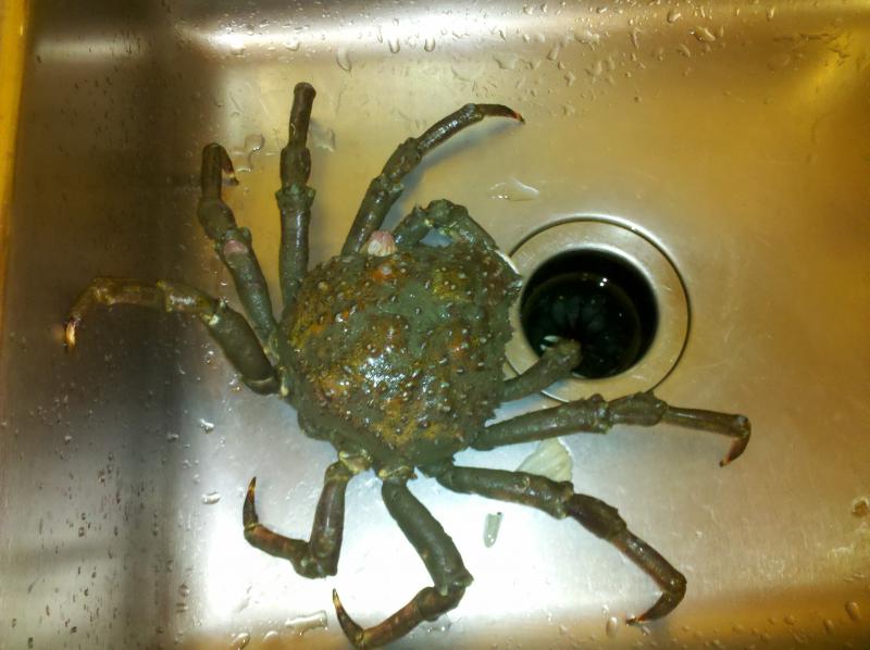 Name:  spider crab..jpg
Views: 3081
Size:  55.0 KB