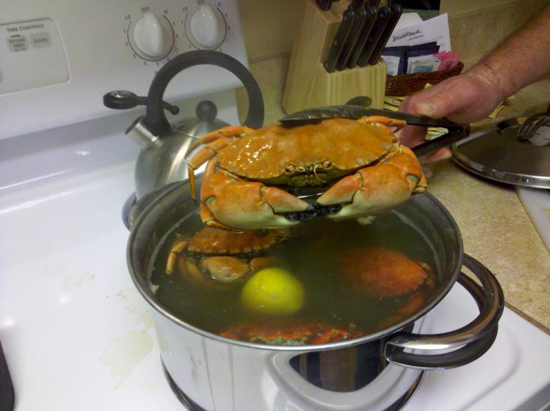 Name:  cooked crab..jpg
Views: 1892
Size:  52.2 KB