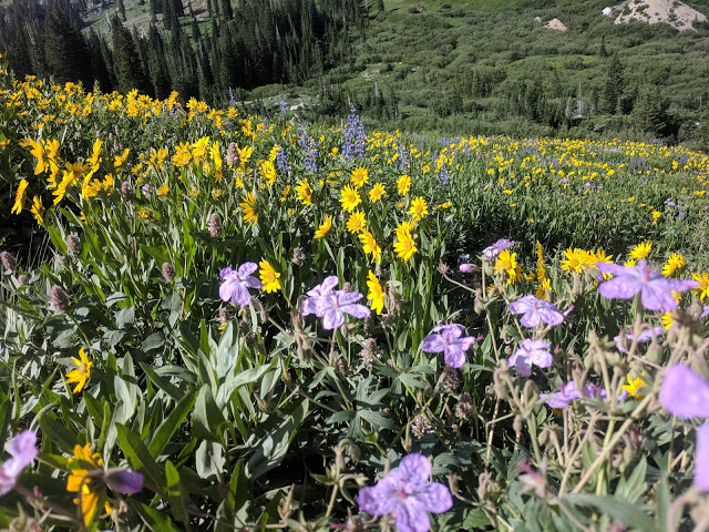 Name:  Albion basin.jpg
Views: 161
Size:  199.8 KB