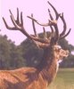 Red Deer's Avatar